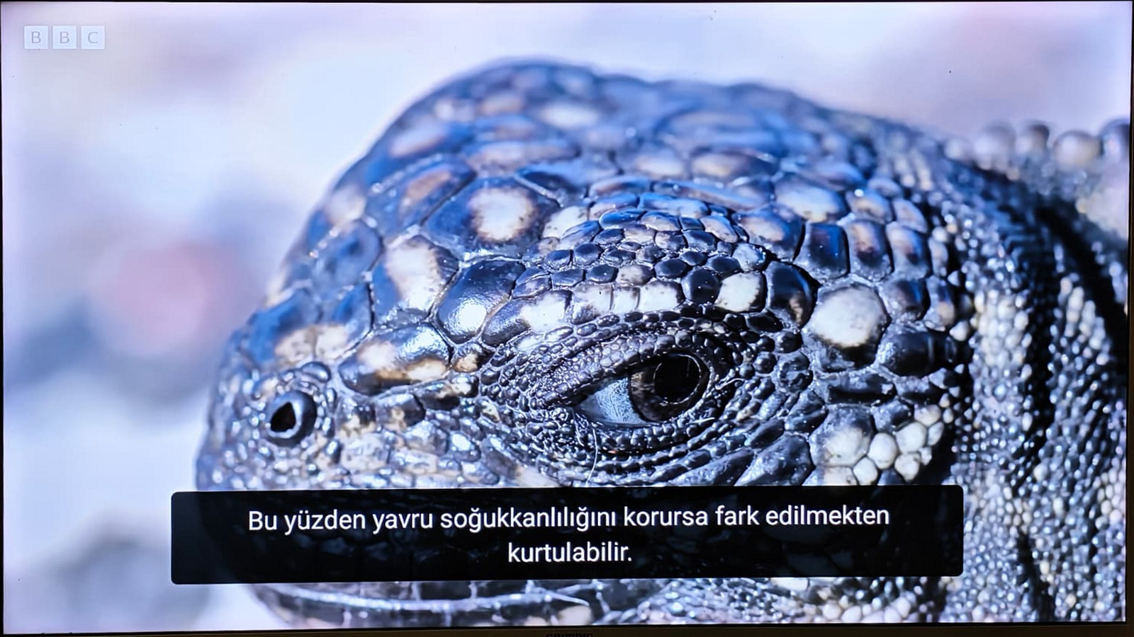 Bir doğa belgeselinde Evri Text’in gösterdiği Türkçe altyazı